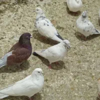 کفتر پرشی|پرنده|مشکین‌دشت, |دیوار