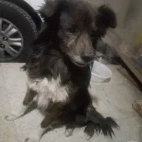 سگ پامر روباهی