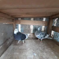 ۷ جفت کبوتر|پرنده|رشت, توشیبا|دیوار