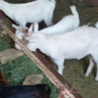 میش بز