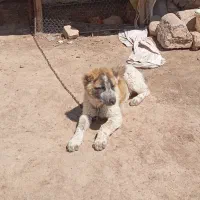 سگ آینده دار