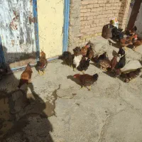 35عدد مرغ و خروس سالم و زیبا فقط12|حیوانات مزرعه|حلب, |دیوار