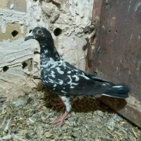 کفتر رنگه.جوجه.پلاکی