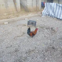 خروس گلین|حیوانات مزرعه|ماکو, |دیوار