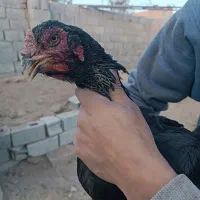 انواع مرغ و خروس لاری|حیوانات مزرعه|قائن, |دیوار