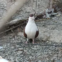 نر کلاغ سرخ