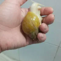 حلزون البینو|خزنده|پاکدشت, پاکدشت (مامازند)|دیوار