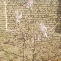 زمین ۱۶۰متری صفا شهر خ وزرا