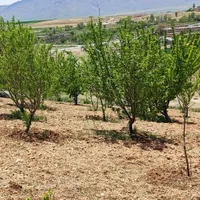 فروش زمین ۲۰۰۰ متری|فروش زمین و ملک کلنگی|داران, |دیوار