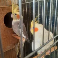 عروس هلندی