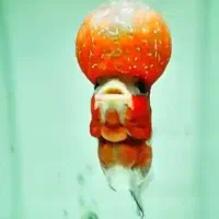 فلاور|ماهی|سلماس, |دیوار