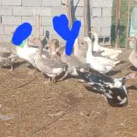 اردک‌خارجی‌و‌غازمحلی‌معاوضه هم دارم