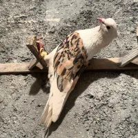 چپ پشت کلاغ|پرنده|مشهد, محمدآباد|دیوار