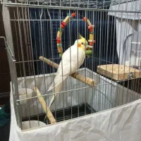 عروس هلندی لوتینو همراه با قفس|پرنده|الوند, |دیوار