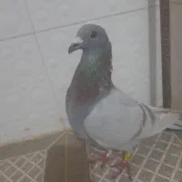 کفترگرفتنی