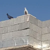 دم قهویی ماده|پرنده|کازرون, |دیوار