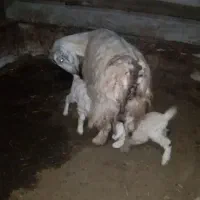 بز جوان و بزغاله