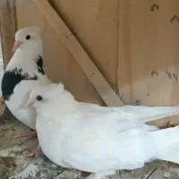 کبوتر