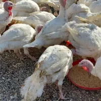 بوقلمون گوشتی|حیوانات مزرعه|سلطانیه, |دیوار