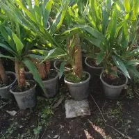 یوکا بنسای|گل و گیاه طبیعی|لاهیجان, آهندان|دیوار