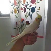 عروس هلندی