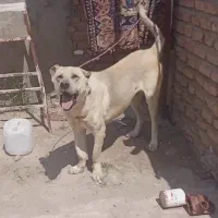 سگ سرابی
