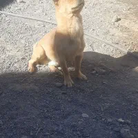 سگ شیواوا اصل|سگ|بم, |دیوار