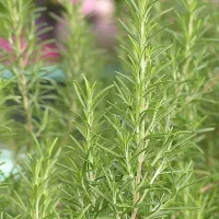 گیاه رزماری کیلویی