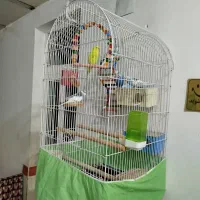 فروش چند عدد مرغ عشق با قفس همه چی