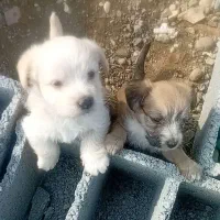 توله سگ پاکوتاه