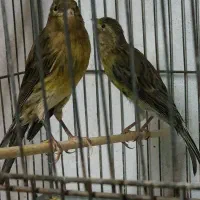 قناری سبز نر دوعدد|پرنده|بندر انزلی, آذربایجان|دیوار