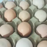 تخم مرغ
