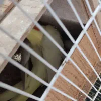 عروس هلندی|پرنده|آفتاب, |دیوار