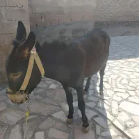 خر نر|حیوانات مزرعه|زنجانرود, |دیوار