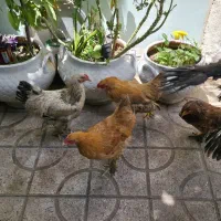 مرغ و خروس برهما