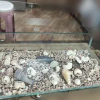 شیشه اکواریوم