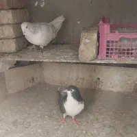 نروماده‌ساده‌هفترنگ|پرنده|کاشمر, |دیوار