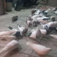 فروش کبوتر