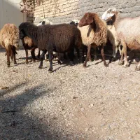 میش آبستن بره ماده|حیوانات مزرعه|مشهد, كنويست|دیوار