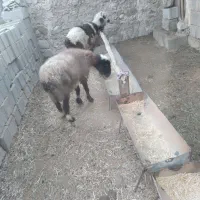 بره نر|حیوانات مزرعه|لنده, |دیوار