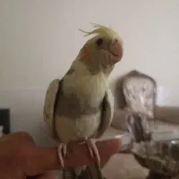 عروس هلندی ماده کله پر