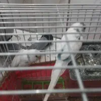 مرغ عشق|پرنده|پاکدشت, پاکدشت (مامازند)|دیوار