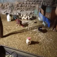 مرغابی|حیوانات مزرعه|نالوس, |دیوار