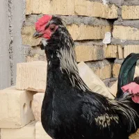 جوجه خروس محلی