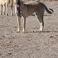 توله ماده ۵ ماهه سرابی