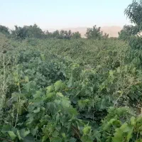 یک جریب باغ انگوری درجه یک