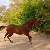 نریان یکسر کره تاج|اسب و تجهیزات اسبسواری|یزد, |دیوار