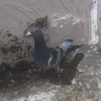 تعدادی کفتر فروشی