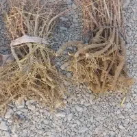 فروش وارسال نهال زرشک وعناب به سراسر کشور|خدمات باغبانی و درختکاری|قائن, |دیوار