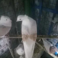 فروش کفتر کبوتر|پرنده|دورود, |دیوار